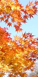 Foglie in autunno