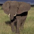 Elefante nella savana